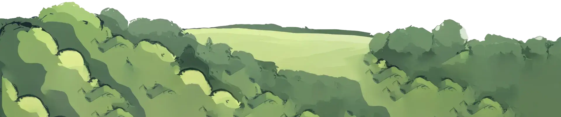 Forest Background